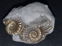 Ammonit mit Pyrit 37,x 47 mm