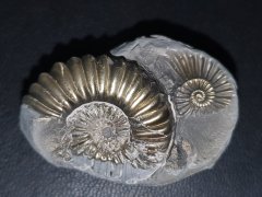 Ammonit mit Pyrit 29 x 41 mm
