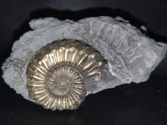 Ammonit mit Pyrit 45 x 70