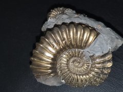 Ammonit mit Pyrit 45 x 55 mm