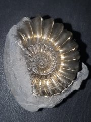 Ammonit mit Pyrit 39 x 42 mm