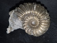 Ammonit mit Pyrit 30 x 41 mm
