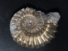 Ammonit mit Pyrit 34 x 35 mm