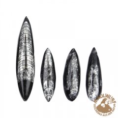 Tintenfisch Orthoceras Fossil 30 - 40 mm