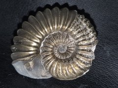 Ammonit mit Pyrit 32 x 38 mm
